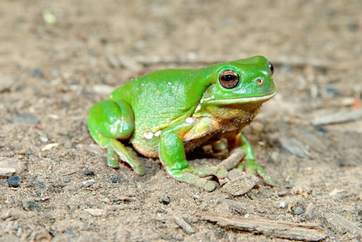 a big green tree frog, litoria caerula sitting on dirt