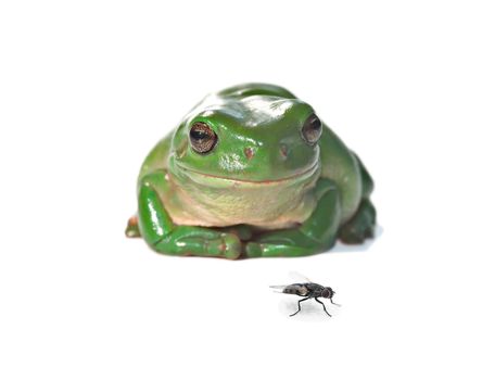litoria caerula, green tree frog isolated on white background sits and watches a fly