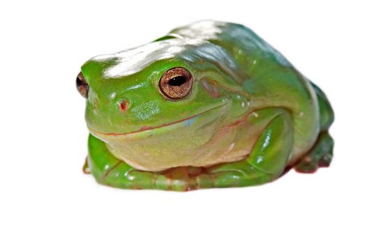 a green tree frog (litoria caerula) on a white background with a wry knowing smile