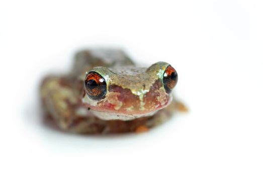 bleating tree frog looking goofy with its big red eyes looking at the camera