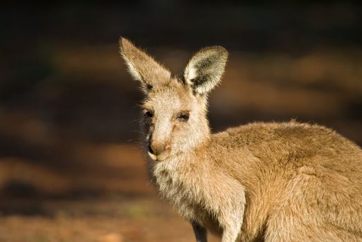 a small eastern gray kangaroo stops and watches the camera