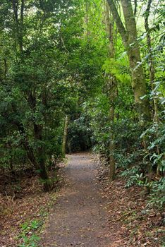 the beauty of nature in the dorrigo world heritage rainforest on a foggy day