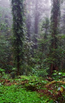 the beauty of nature in the dorrigo world heritage rainforest on a foggy day