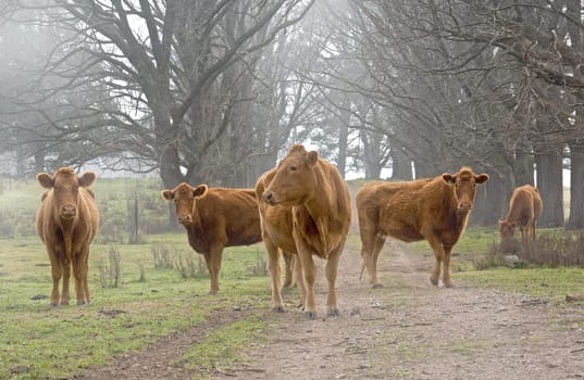 cows on the old dirt road on the farm