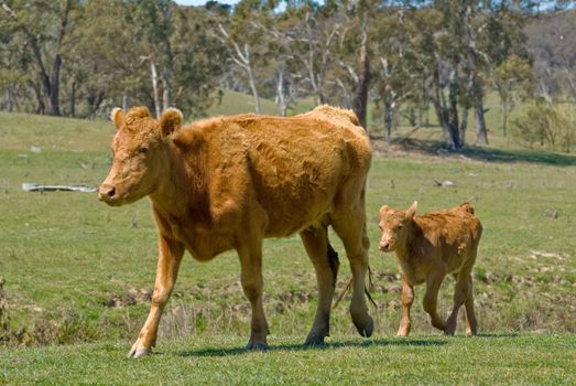 a mother cow and its calf walk along through a field