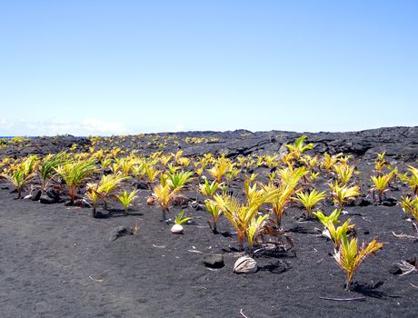 New coconut grove at Kaimu Black Sand Beach to replace that destroyed by Kilauea's lava flow in 1992. The Big Island, Hawaii                      