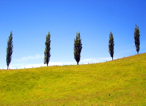 Five Pine Trees on an uphill Grassy Hill Ridge. Waitomo, New Zealand