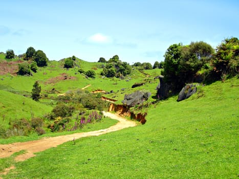 Dirt Farm Track through Rocky Green Hills, Waitomo, New Zealand