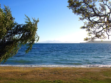 Trees along the shore of Lake Taupo in the evening light, New Zealand