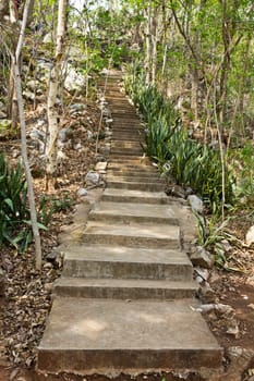 stone stairway leads up a hill in the forest