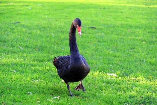 Australian Black Swan, Cygnus atratus