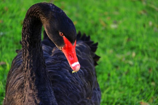 Australian Black Swan, Cygnus atratus