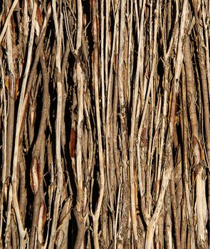 Sticks within a Brush Fence Background