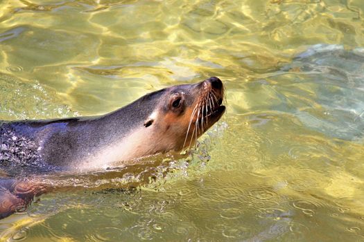 Australian Sea-Lion surfacing to breathe. Neophoca cinerea