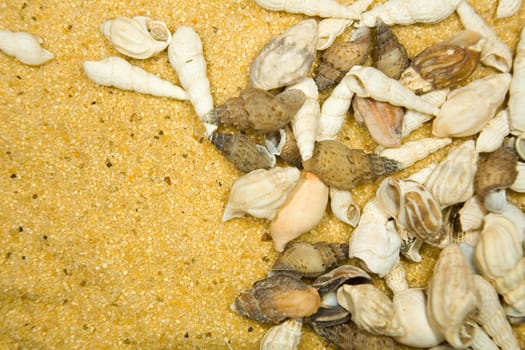 Cockleshells of sea mollusks on a sand background. Background for graphic design use.