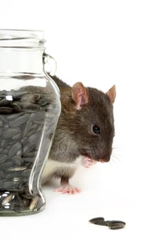 The big grey rat on a white background with sunflower  seeds
