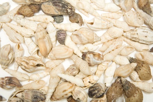 Cockleshells of sea mollusks on a white background. Background for graphic design use