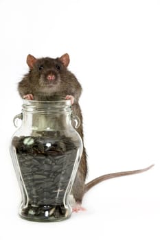 The big grey rat on a white background with sunflower  seeds
