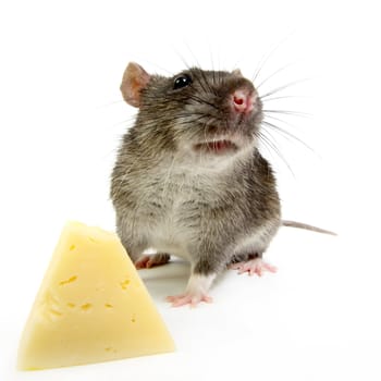 The big grey rat on a white background with a cheese slice
