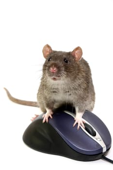 The big grey rat on the computer mouse
