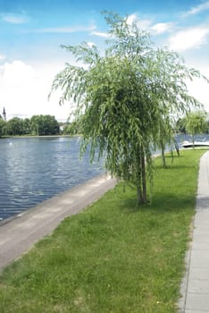 decorative willow on lake seaside