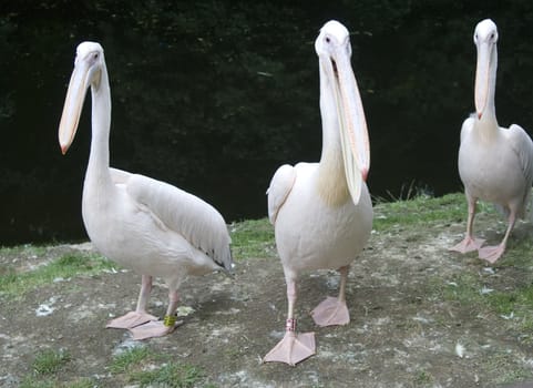 three pink pelican on seaside
