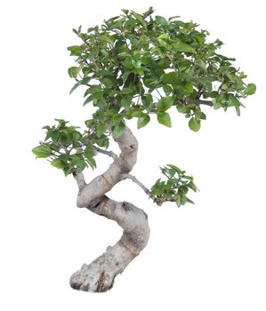 bonsai tree isolated on white