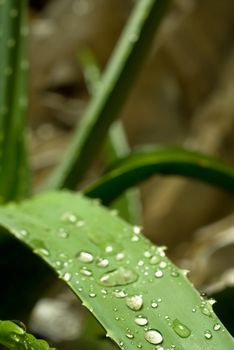 aloe vera  leaves after rain