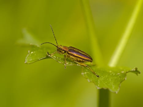 Golden brilliant bug on a green background