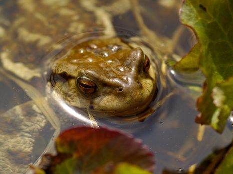 Frog put out a head from pond water