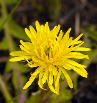 Yellow flower of a dandelion on motley background