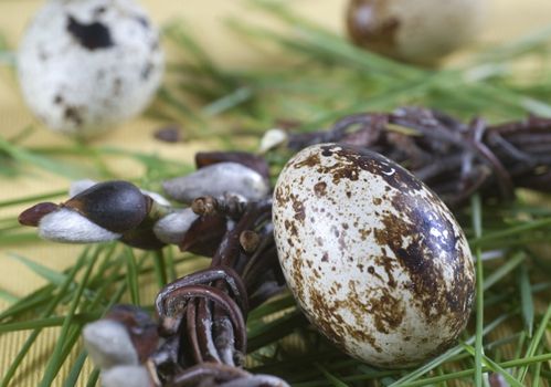 Easter Quail eggs in a nest and pussy-willow