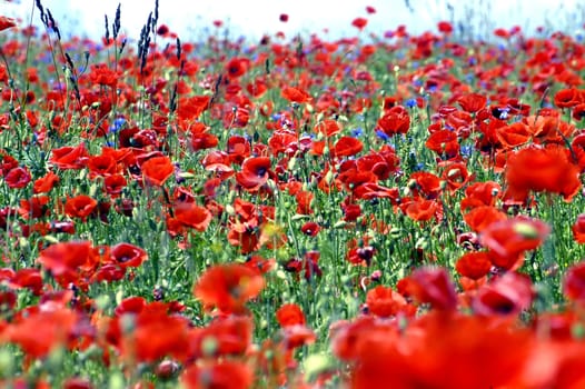        Red poppy field and bluebottle                          