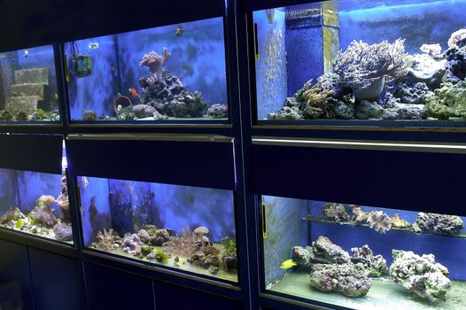            A locol Aquarium with fish and coral                     