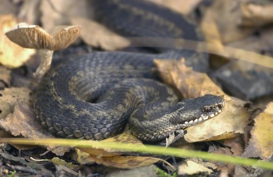            Snake Vipera berus/Common adder in bog                     