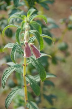 a picture of beautiful plants and garden