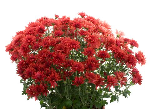 close-up chrysanthemum flowers in pot, isolated on white