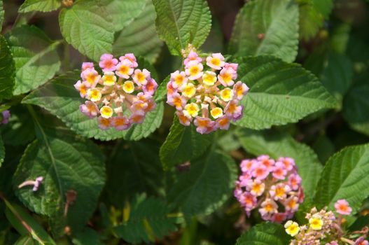 a picture of beautiful pink flower blossom