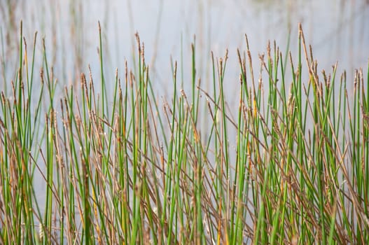 a picture of beautiful grass texture background