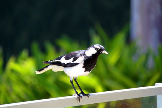 A male Murray-Magpie (also mudlark, magpie-lark, peewee or piping shrike) standing on fencing. Australian Native Bird
