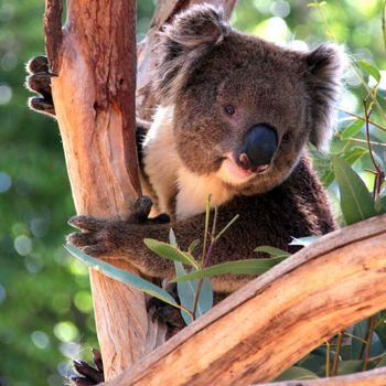 Smiling Koala in a Eucalyptus Tree, Adelaide, Australia