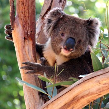 Koala in a Eucalyptus Tree, Adelaide, Australia