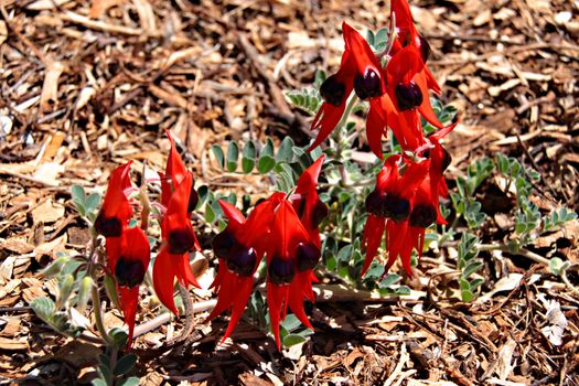 Sturt Desert Pea - Swainsona formosa - Floral Emblem of South Australia