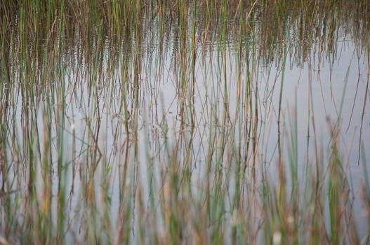 a picture of beautiful grass texture background