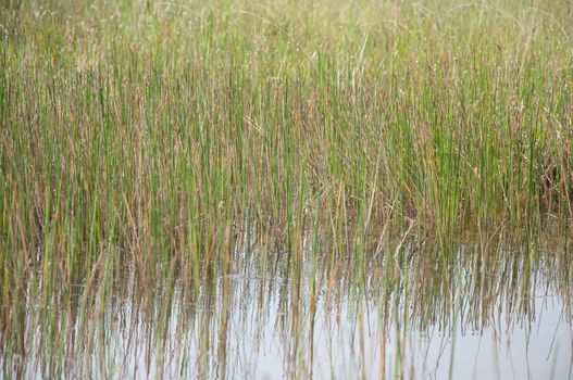 a picture of beautiful grass texture background