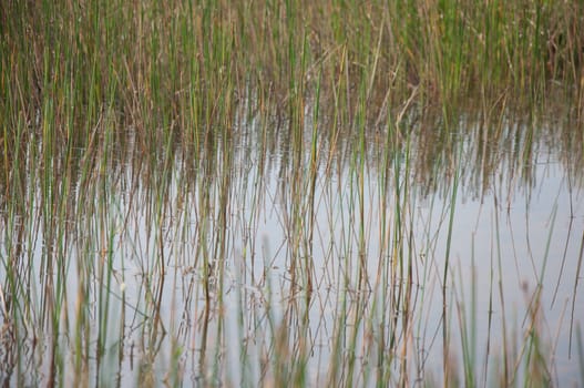 a picture of beautiful grass texture background