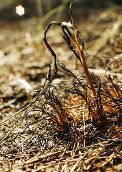 Fire in the nature  its a disaster, only ash, burned trees and grass on the ground