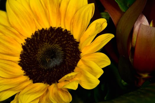 The image closeup of a flower of a sunflower on natural background