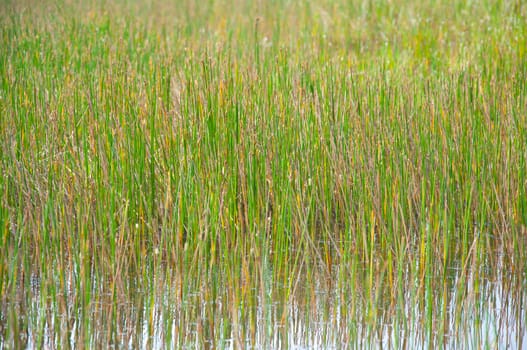 a picture of beautiful grass texture background