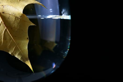 Yellow maple leaf against a glass with water, a background black.